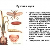 Lukova muha: efikasna kontrola štetočina